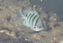 Abudefduf abdominalis