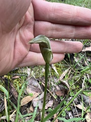 Pterostylis