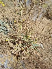 Verbascum songaricum