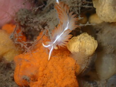 Coryphella trilineata
