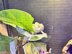 Chamaeleo calyptratus
