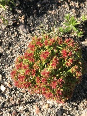 Crassula glomerata