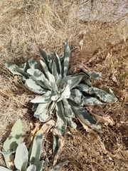 Verbascum songaricum