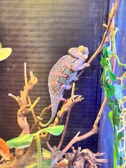 Chamaeleo calyptratus