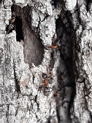 Liometopum microcephalum