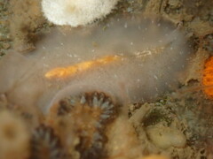 Pseudoceros canadensis