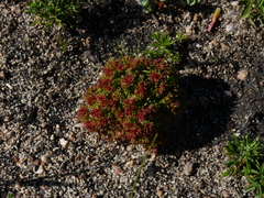 Crassula glomerata