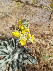 Verbascum songaricum