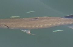 Scomberoides lysan