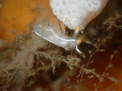 Coryphella trilineata