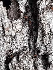 Liometopum microcephalum