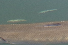 Scomberoides lysan