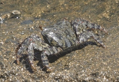 Metopograpsus thukuhar