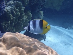 Chaetodon ulietensis