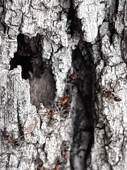 Liometopum microcephalum