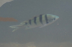 Abudefduf abdominalis