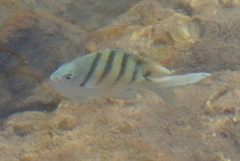 Abudefduf abdominalis