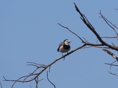 Epthianura albifrons