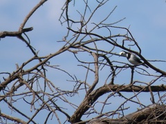 Epthianura albifrons