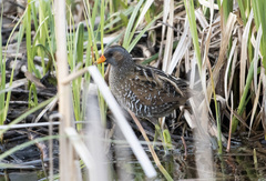 Porzana porzana