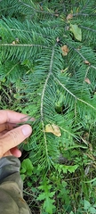 Abies sibirica semenovii