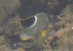 Chaetodon ephippium