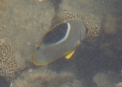 Chaetodon ephippium