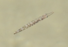 Sphyraena barracuda