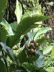 Alpinia uraiensis