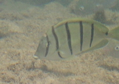 Acanthurus triostegus