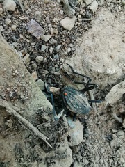 Tenebrionidae