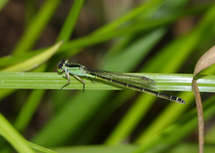 Ischnura pruinescens