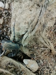 Tenebrionidae