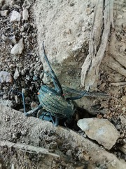Tenebrionidae