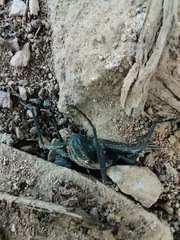 Tenebrionidae