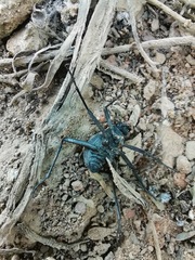Tenebrionidae