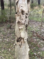 Myrtoideae
