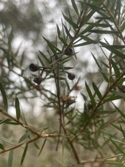 Myrtoideae