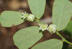 Phyllanthus leucanthus