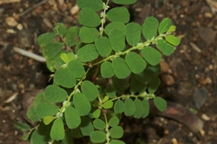 Phyllanthus leucanthus
