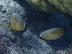 Chaetodon lunulatus