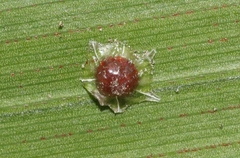 Ceroplastes stellifer