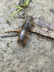 Gryllotalpa australis