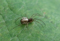 Microlinyphia pusilla