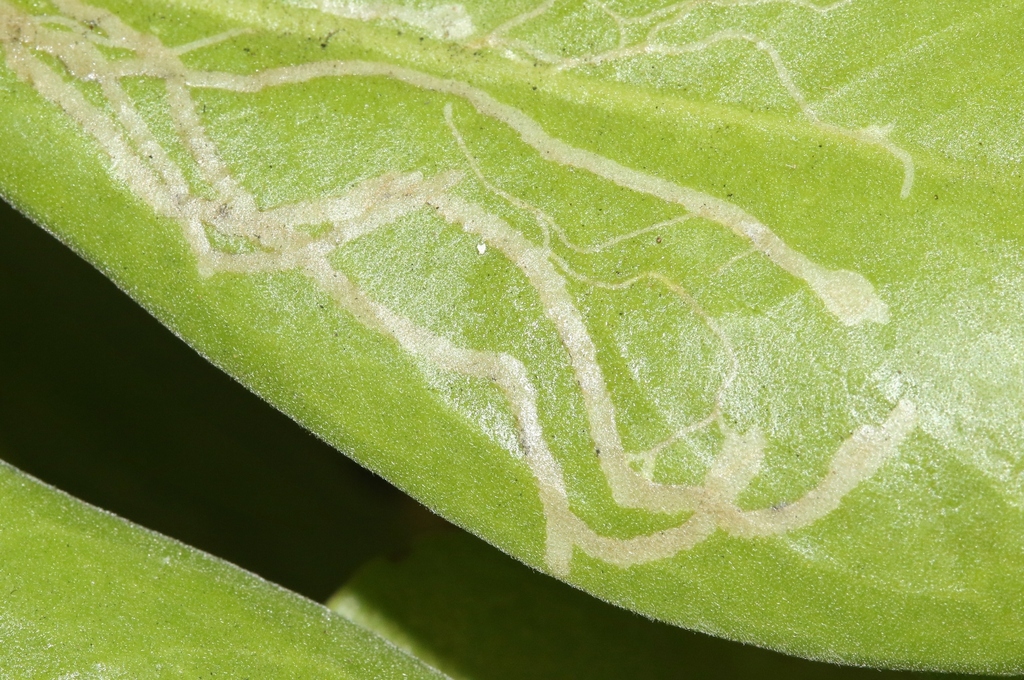 Ophiomyia scaevolana