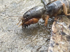 Gryllotalpa australis