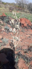 Albuca glauca