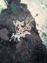 Albuca setosa