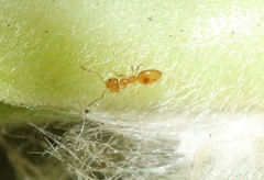 Plagiolepis alluaudi