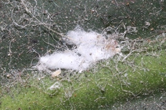 Pseudococcus